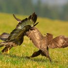 Streit um Beute führt bei Bussarden oft zu heftigen Auseinandersetzungen