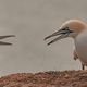 Helgoland