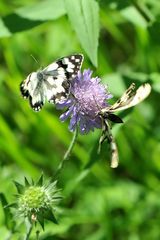 Streit um eine Blüte