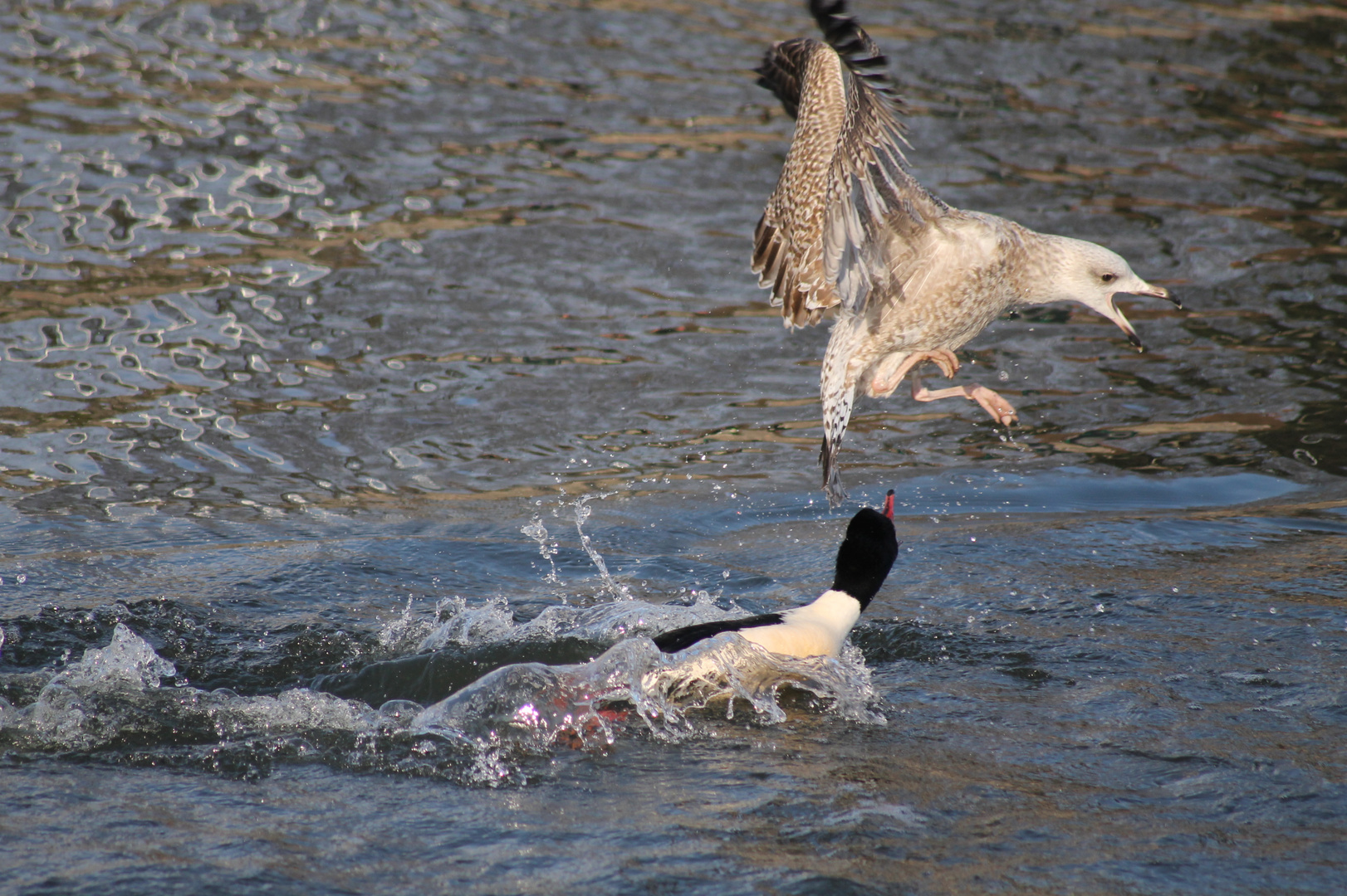 Streit um Fisch