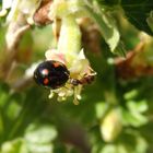 Streit zwischen Ameise und Vierfleckigem Schildlaus-Marienkäfer