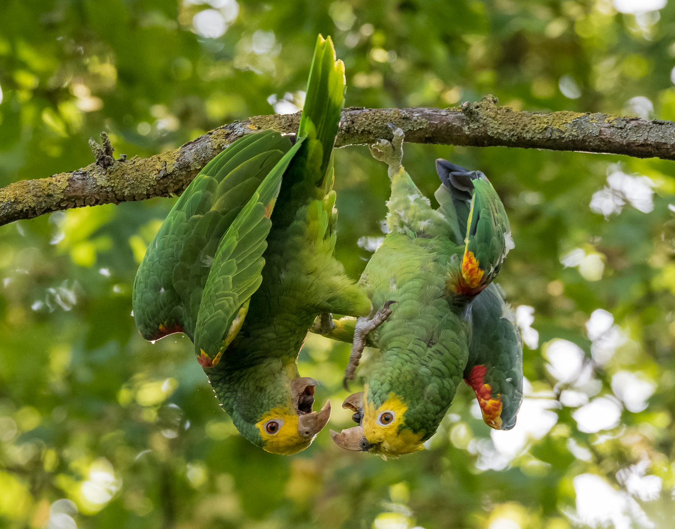 Streit zwischen Stuttgarter Papageien - wildlife : -) !