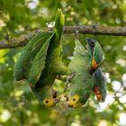Streit zwischen Stuttgarter Papageien - wildlife : -) !