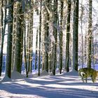 Streit zwischen Wolf und Krähe