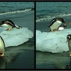 Streitend Pinguine