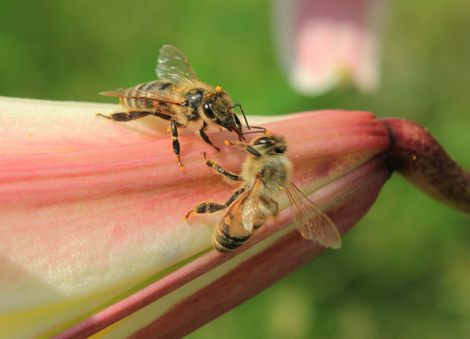 streitende Bienen