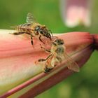 streitende Bienen