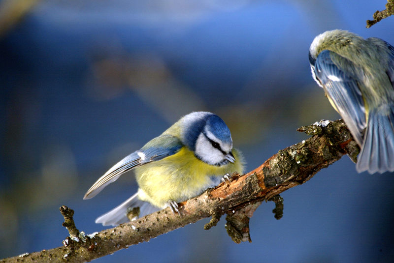 Streitende Blaumeisen