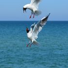 Streitende Möwen an der Ostsee