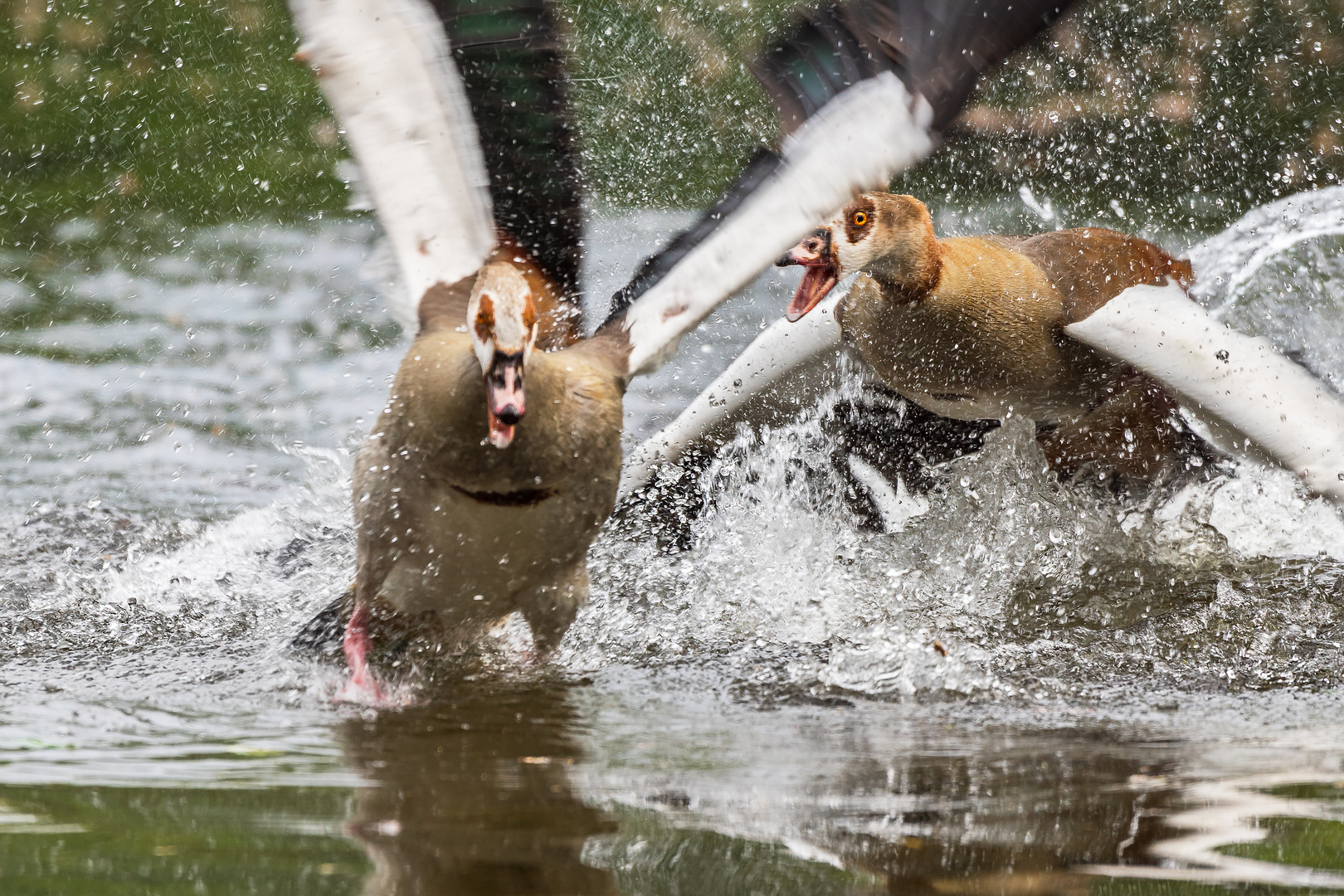 Streitende Nilgänse