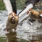 Streitende Nilgänse