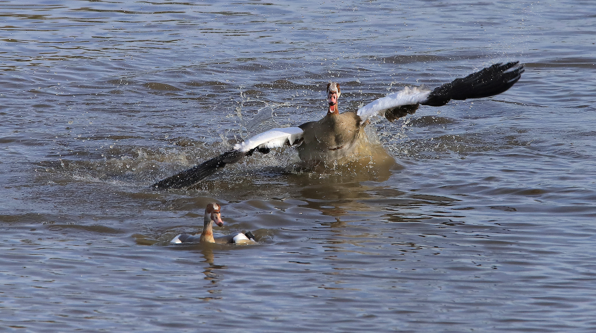 Streitende Nilgänse, Ahsewiesen, Soester Börde