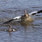 Streitende Nilgänse, Ahsewiesen, Soester Börde