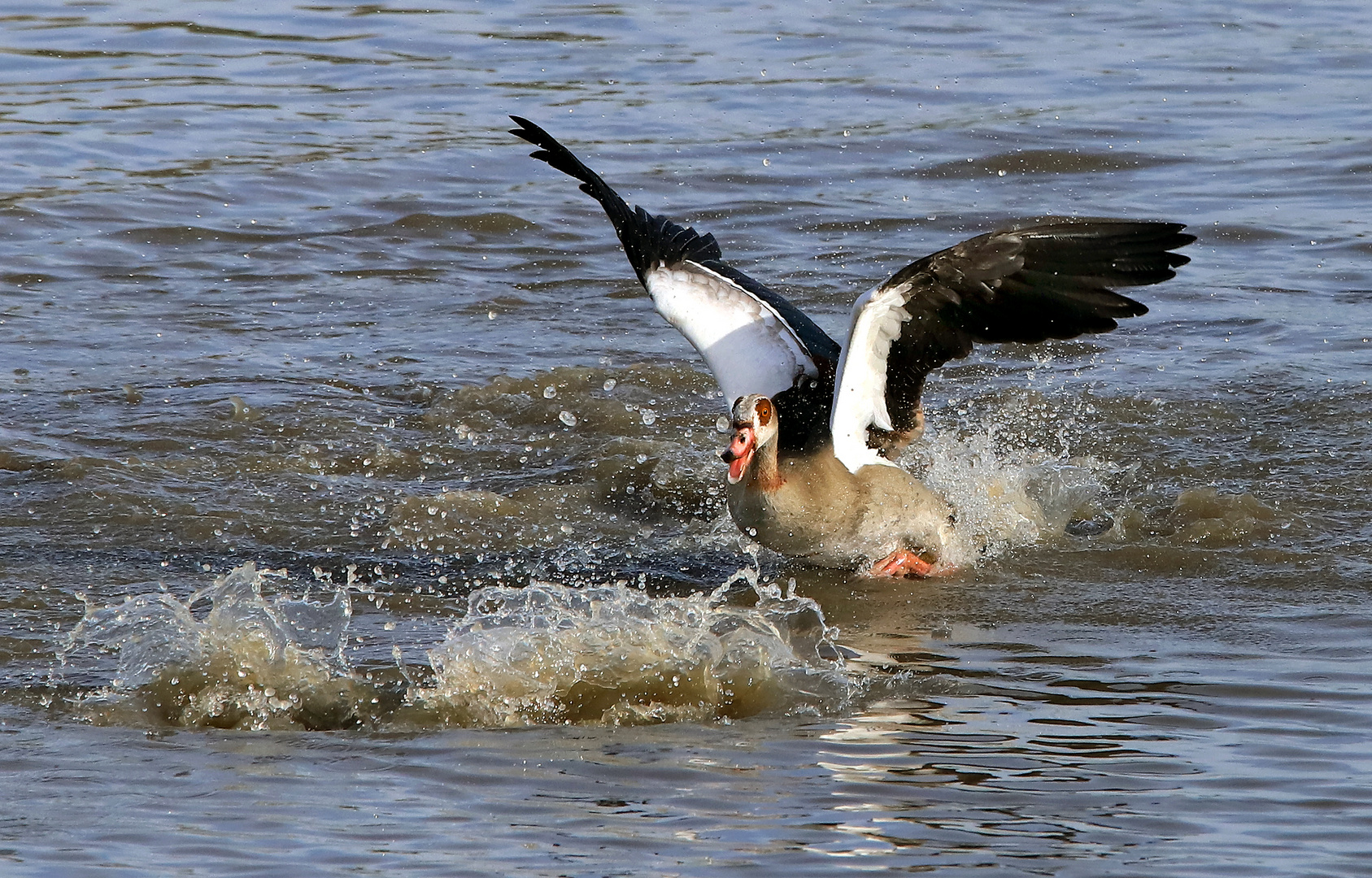 Streitende Nilgänse, der Nebenbuhler ist gerade abgetaucht