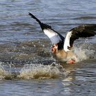 Streitende Nilgänse, der Nebenbuhler ist gerade abgetaucht