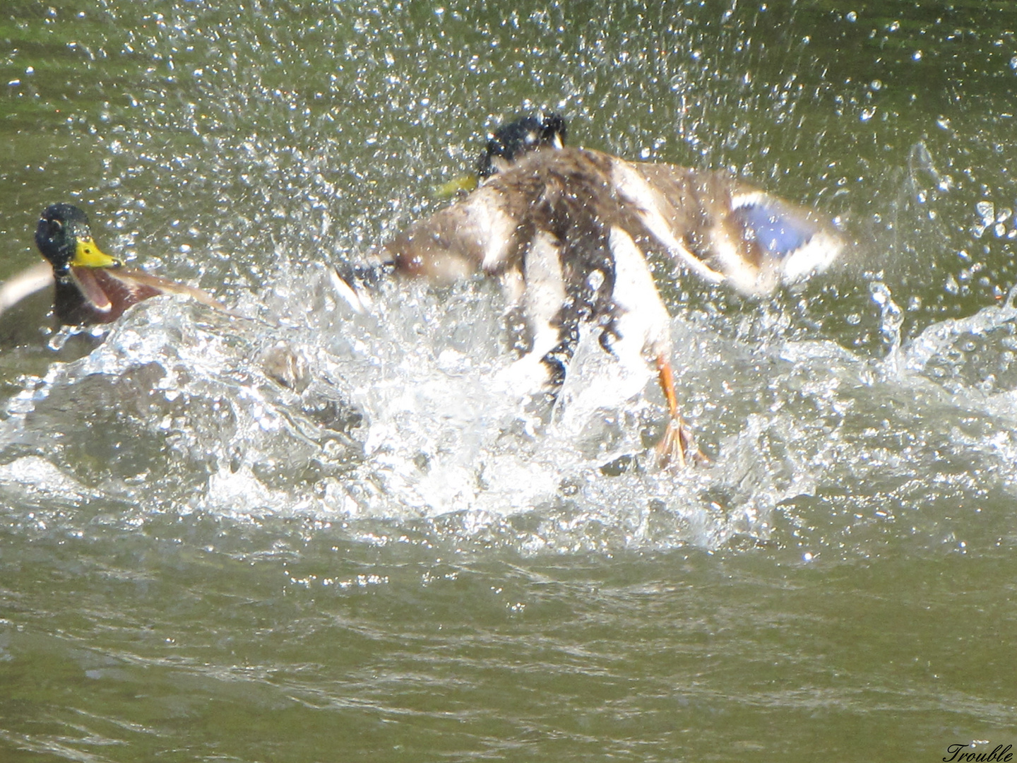 Streiterei am Teich...