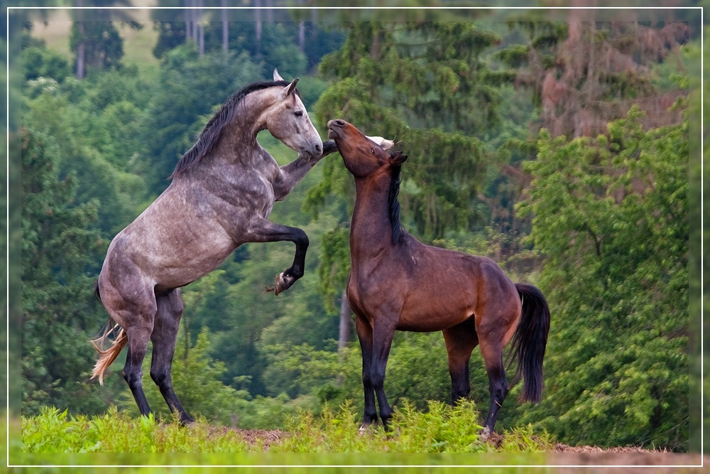 Streitgespräch unter Pferden / Disputation between horses