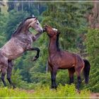 Streitgespräch unter Pferden / Disputation between horses