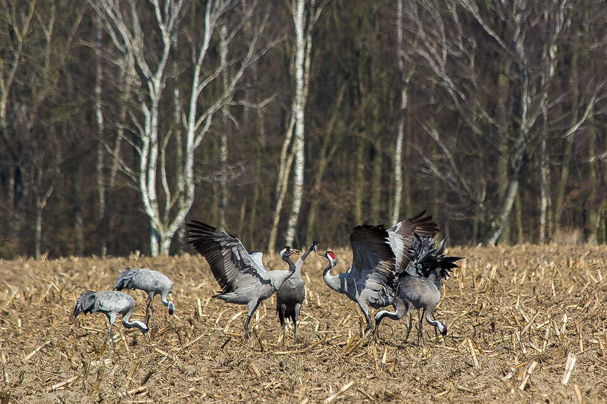 Streithähne