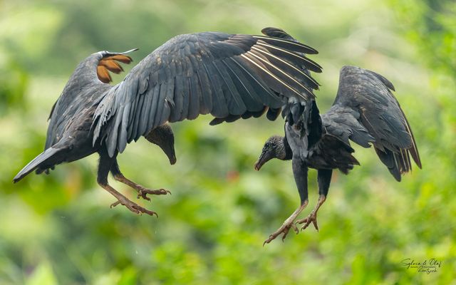 °°_Streithähne_°°