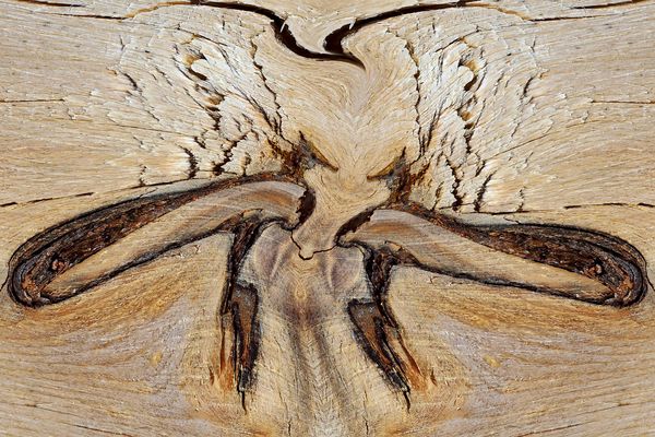 Streithähne: Spielerei mit Ästen im Holz...  - Un combat de coqs!