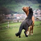 Streithähne unter sich....