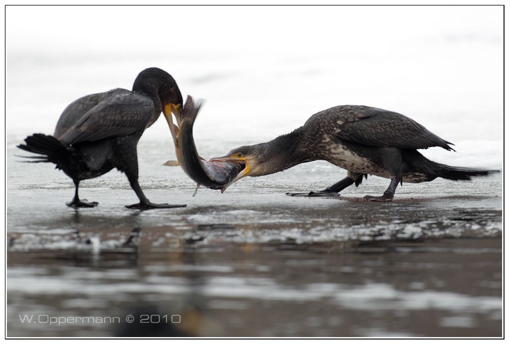 Streithähne........Kormoran Vogel des Jahres 2010