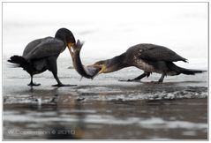 Streithähne........Kormoran Vogel des Jahres 2010