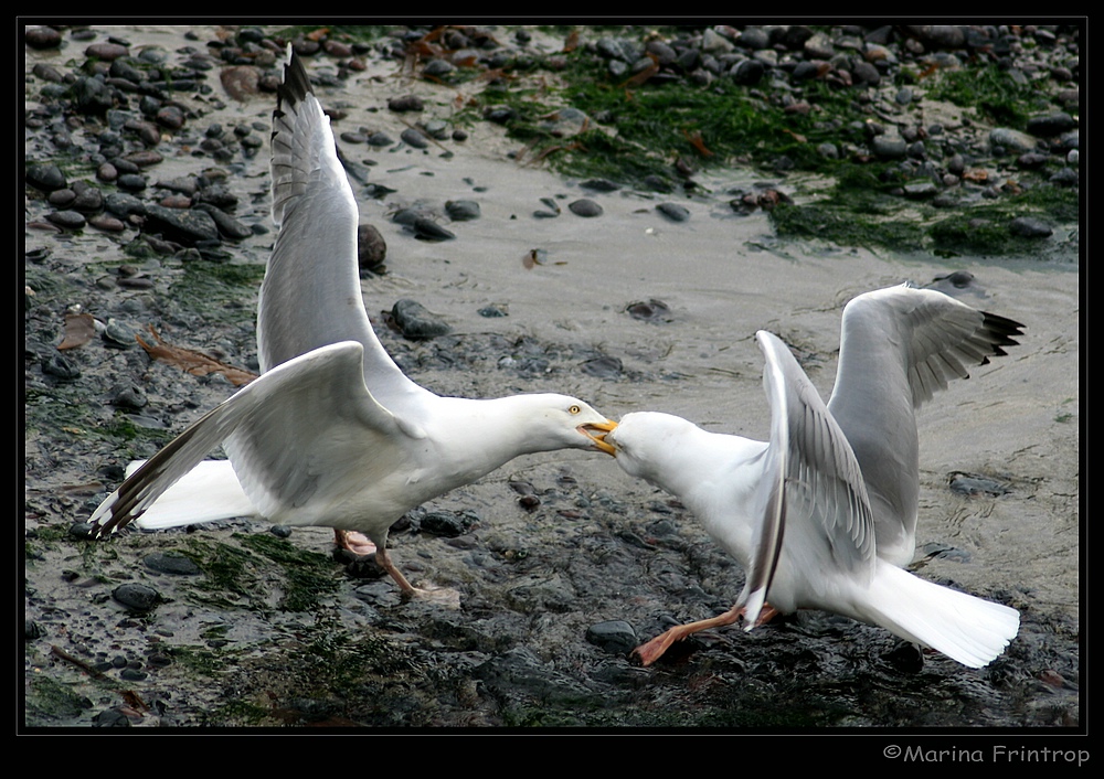 Streithammel - Möwen im Hafen von Mevagissey, Cornwall England