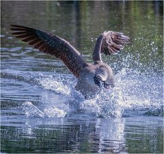 Streitsüchtige Kanadagans