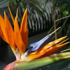 Strelitzia