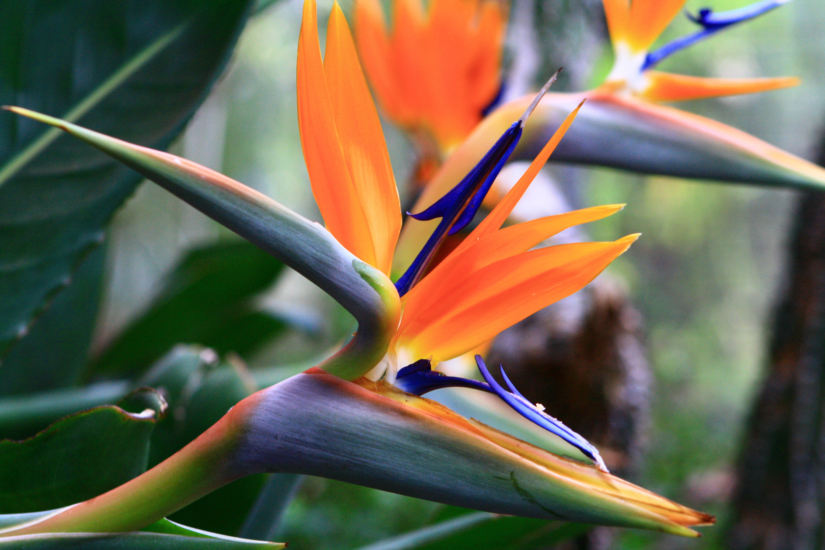 Strelitzia