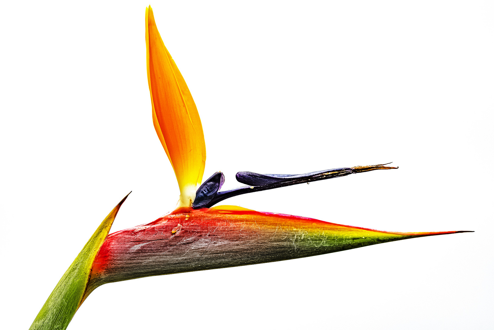 Strelitzia