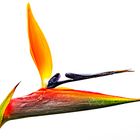 Strelitzia