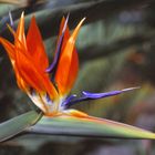 Strelitzia