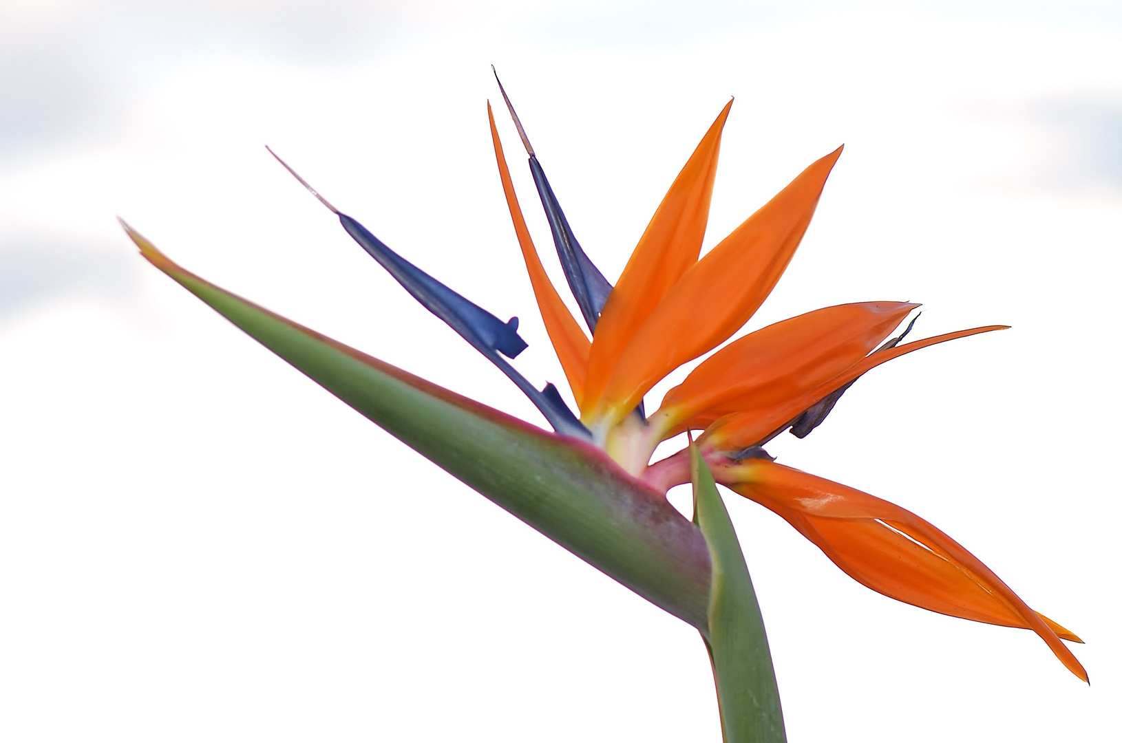 Strelitzia