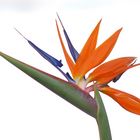 Strelitzia