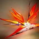 Strelitzia