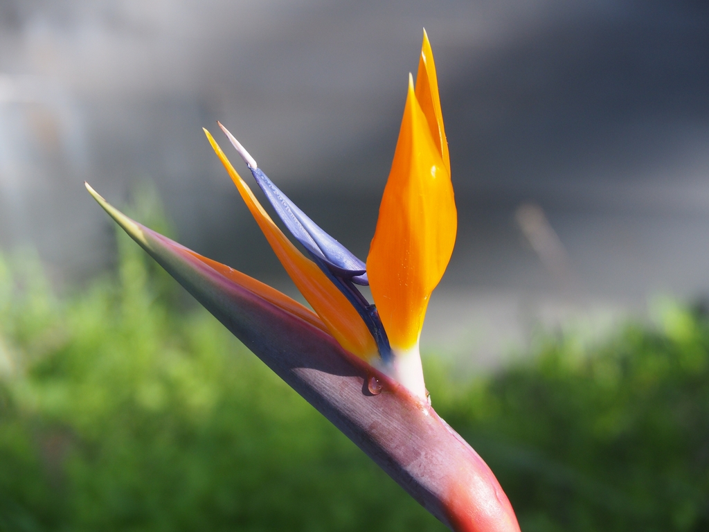 Strelitzia 2