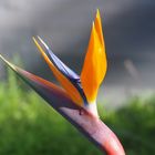 Strelitzia 2