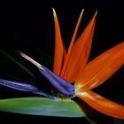 Strelitzia (2)