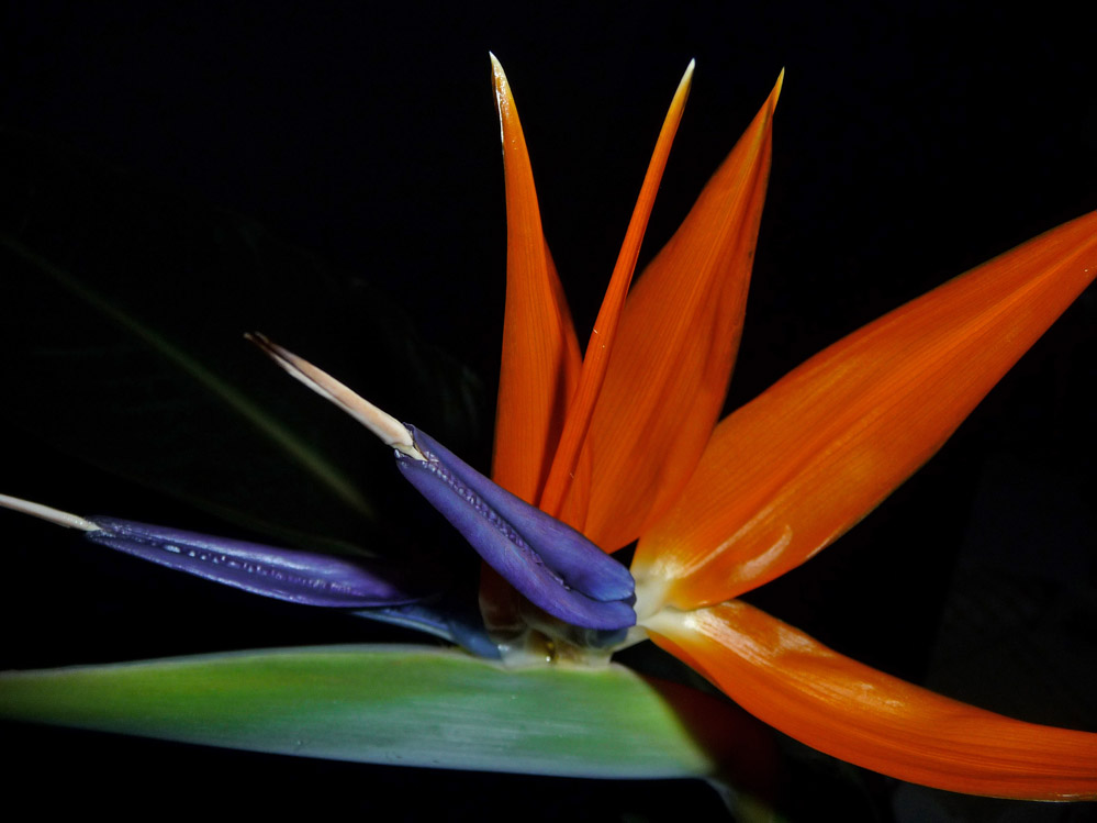 Strelitzia (2)