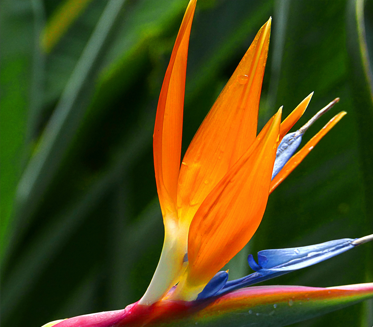 Strelitzia 