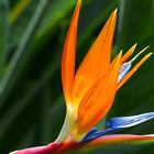 Strelitzia 