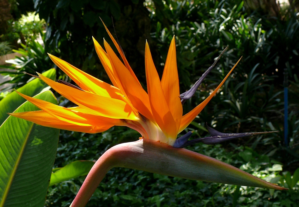 Strelitzia