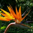 Strelitzia