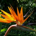 Strelitzia