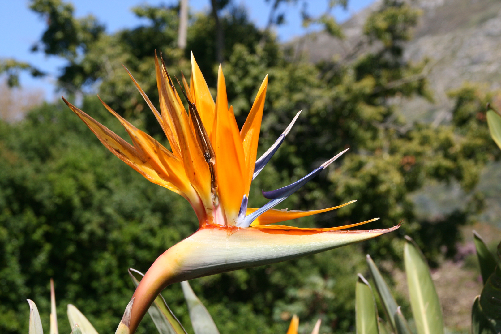 Strelitzia