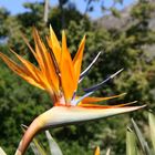 Strelitzia