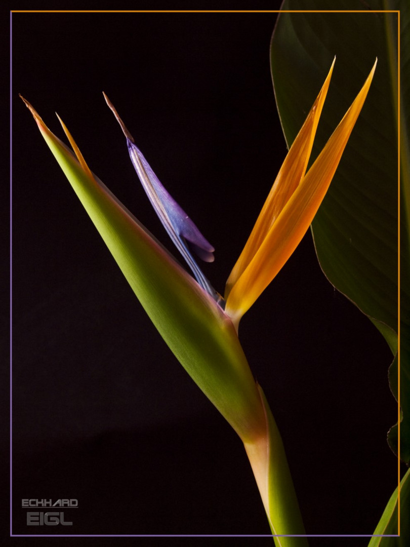 Strelitzia